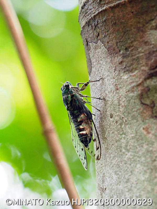 オオシマゼミ