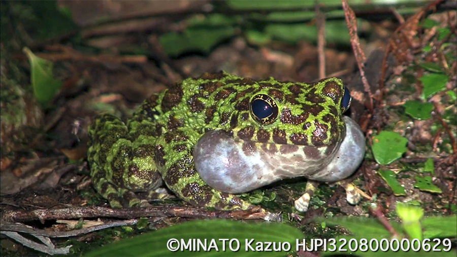 オキナワイシカワガエル