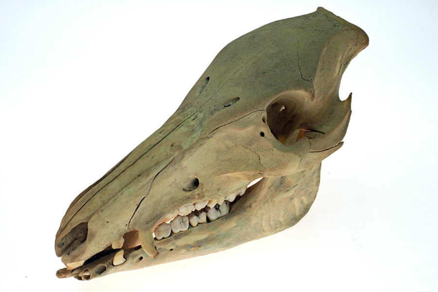 リュウキュウイノシシ頭骨