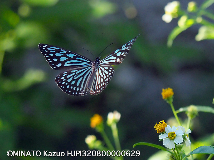 リュウキュウアサギマダラ