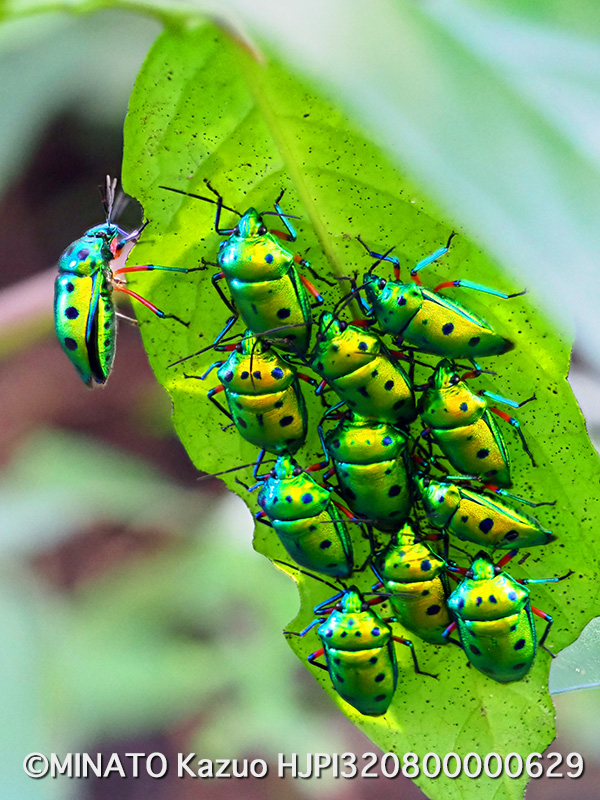 ナナホシキンカメムシ越冬集団