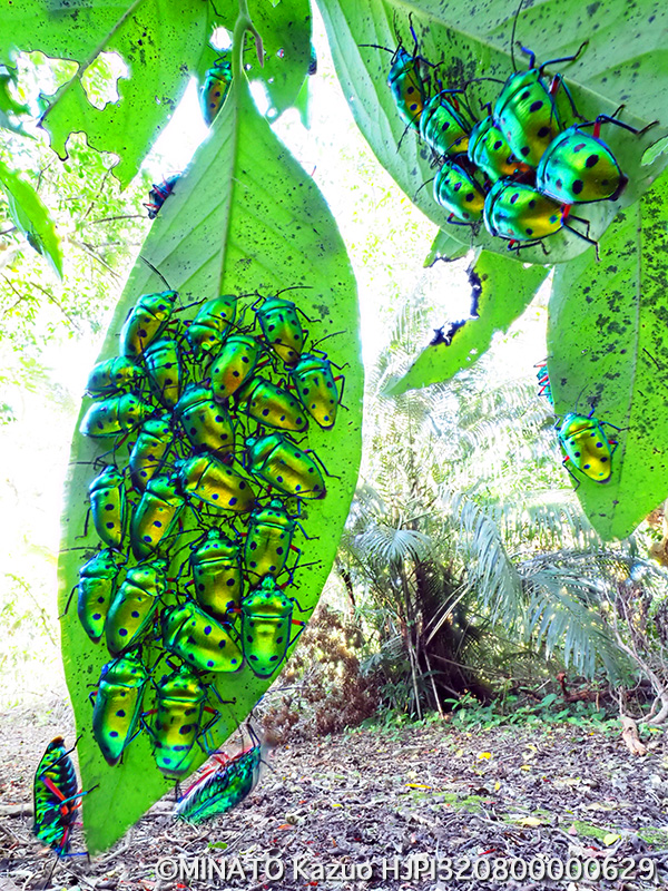 ナナホシキンカメムシ越冬集団