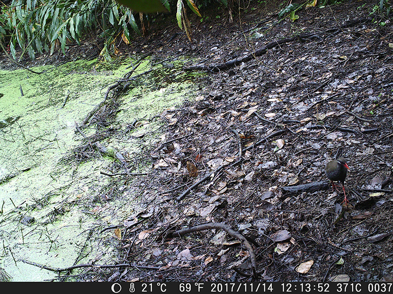 ヤンバルクイナ