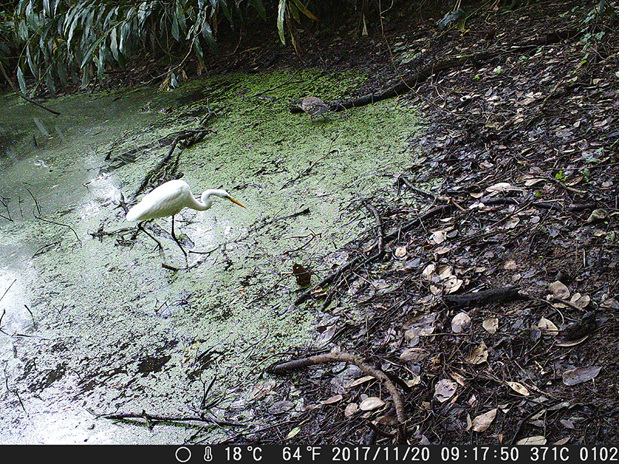 ダイサギとゴイサギ