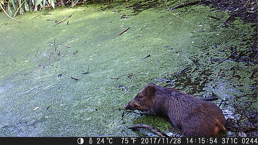 リュウキュウイノシシ