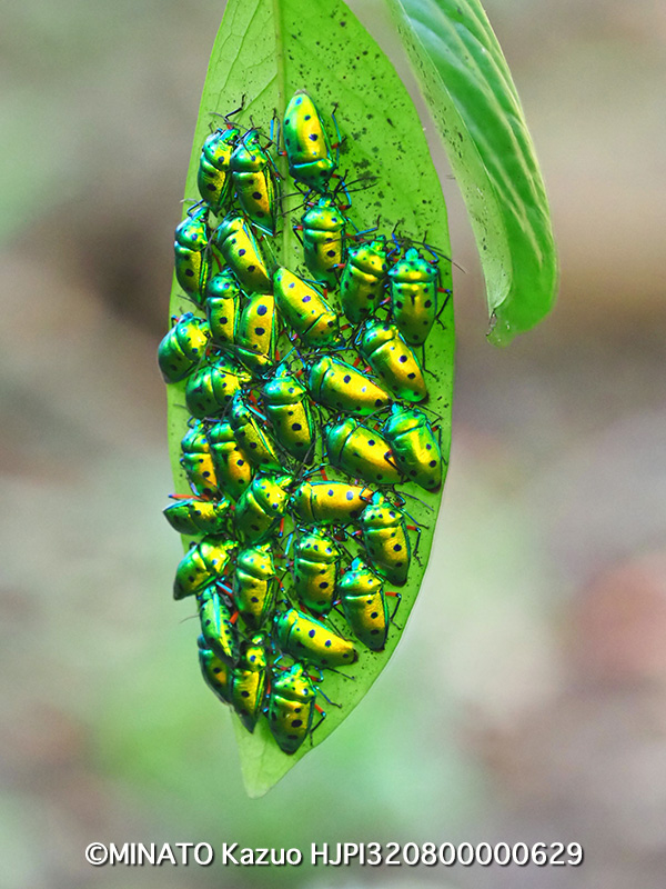 ナナホシキンカメムシ