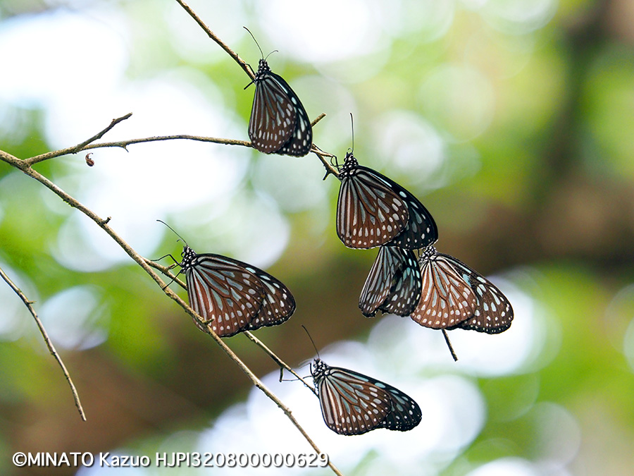 リュウキュウアサギマダラ越冬集団