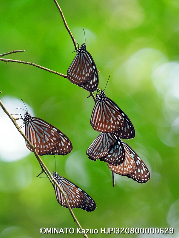 リュウキュウアサギマダラ越冬集団