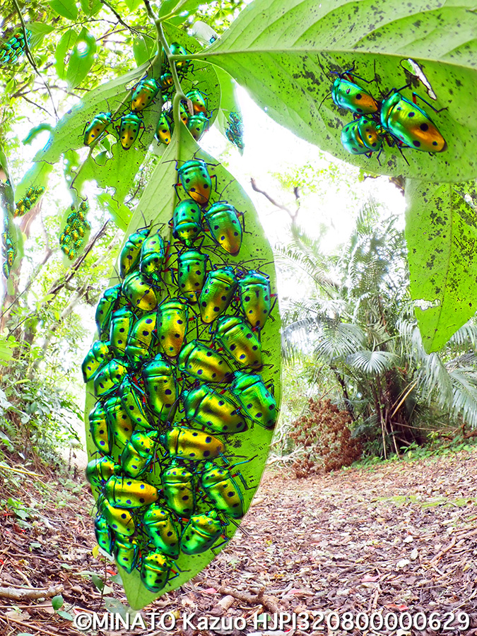 ナナホシキンカメムシ越冬集団