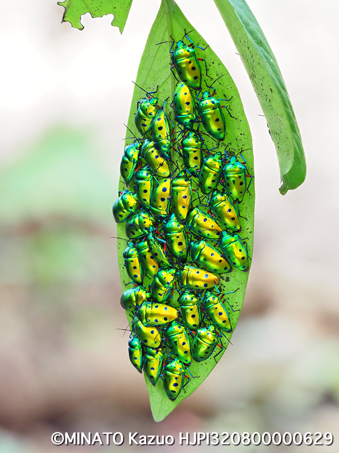 ナナホシキンカメムシ越冬集団