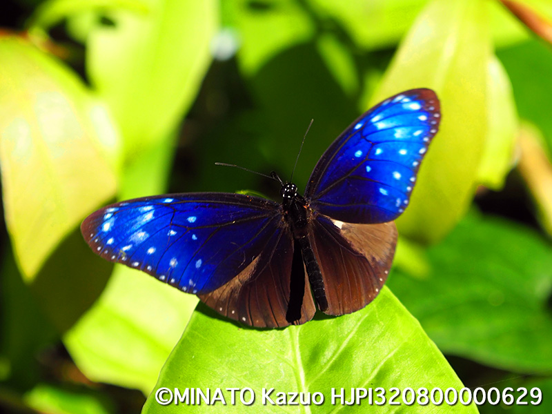 ツマムラサキマダラ雄