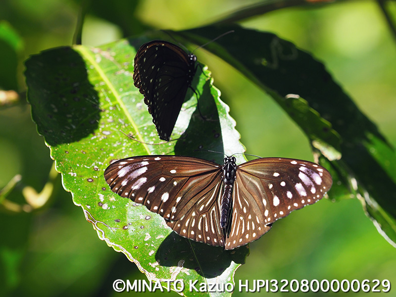 ツマムラサキマダラ雌雄