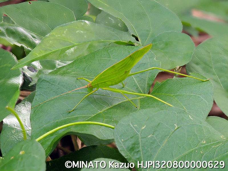 セスジツユムシ雌