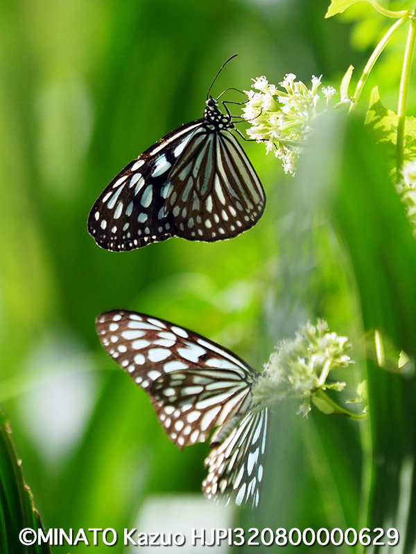 リュウキュウアサギマダラ