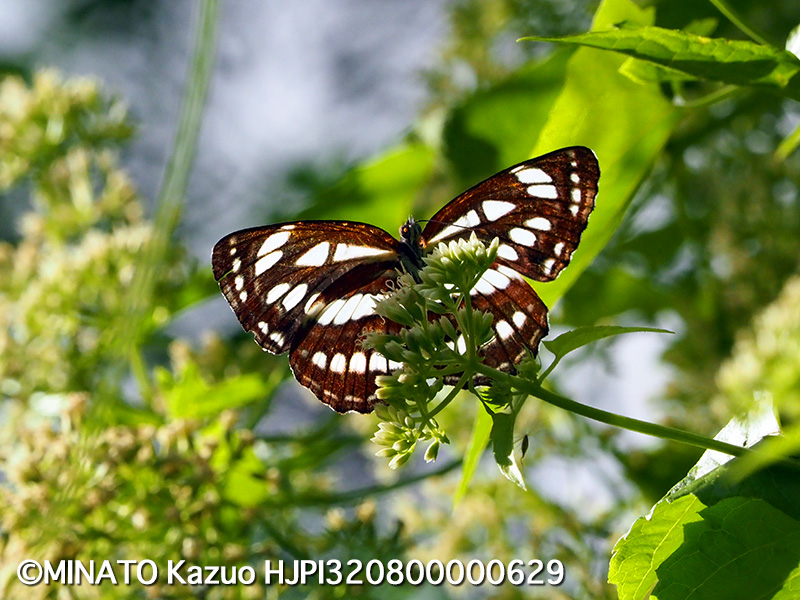 リュウキュウミスジ