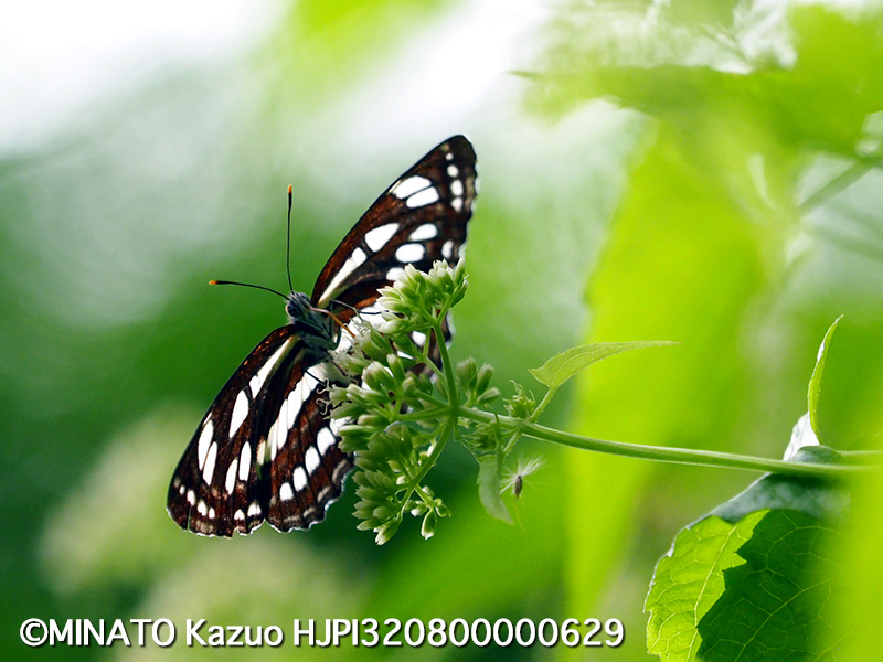 リュウキュウミスジ