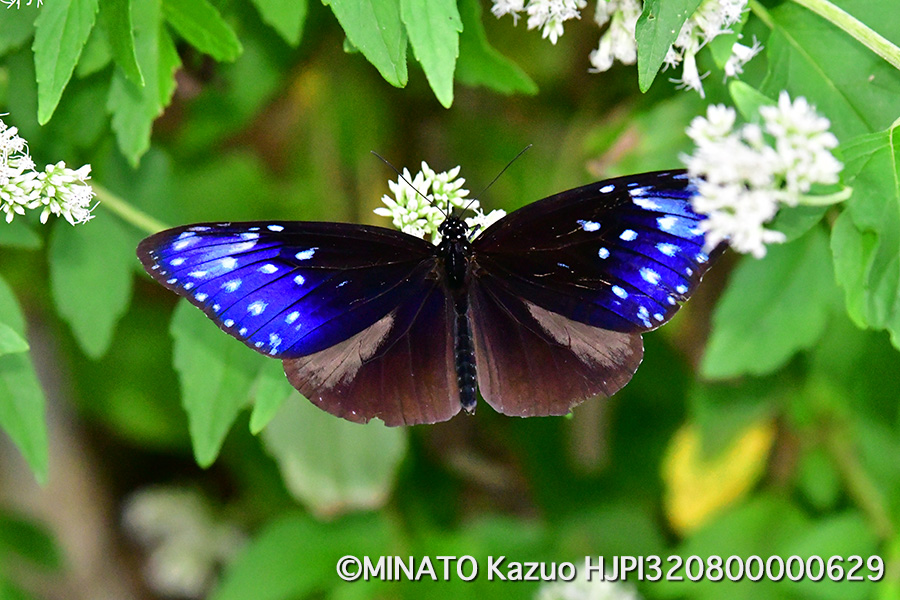 ツマムラサキマダラ雄