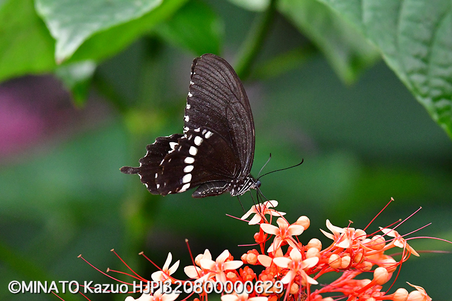 シロオビアゲハ