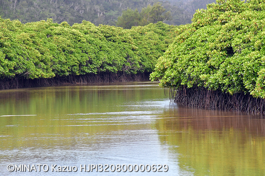 マングローブ林