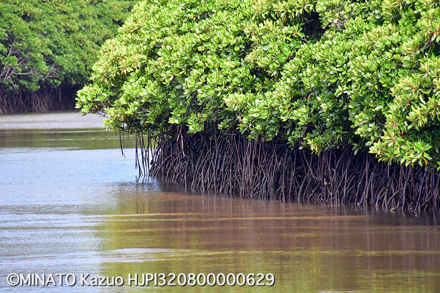 マングローブ林