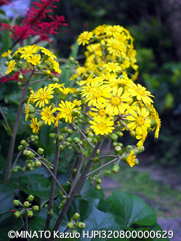 ツワブキ（沖縄本島中部）
