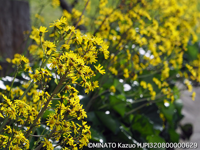 ツワブキ（沖縄本島北部）