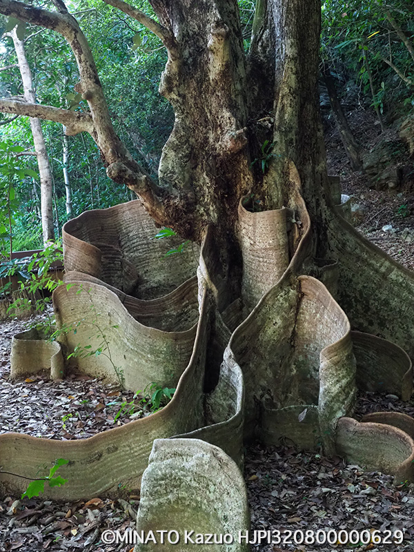 サキシマスオウノキ