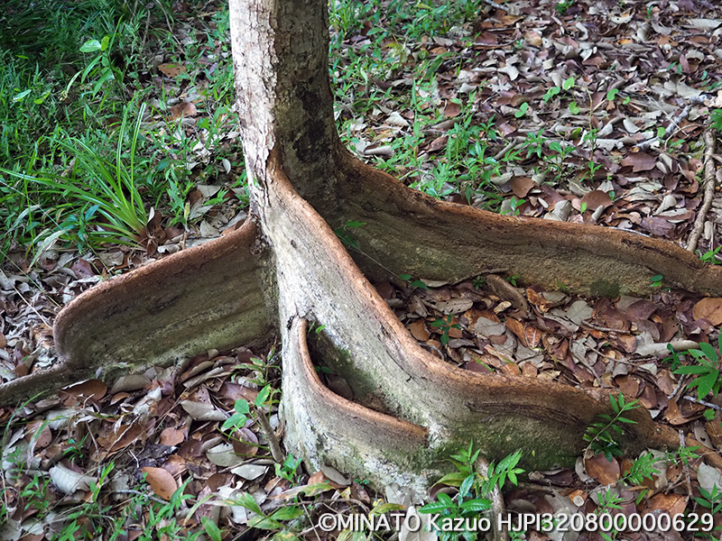 サキシマスオウノキ幼木