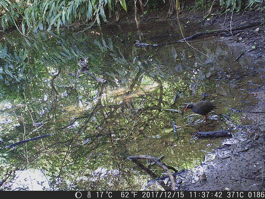 ヤンバルクイナ