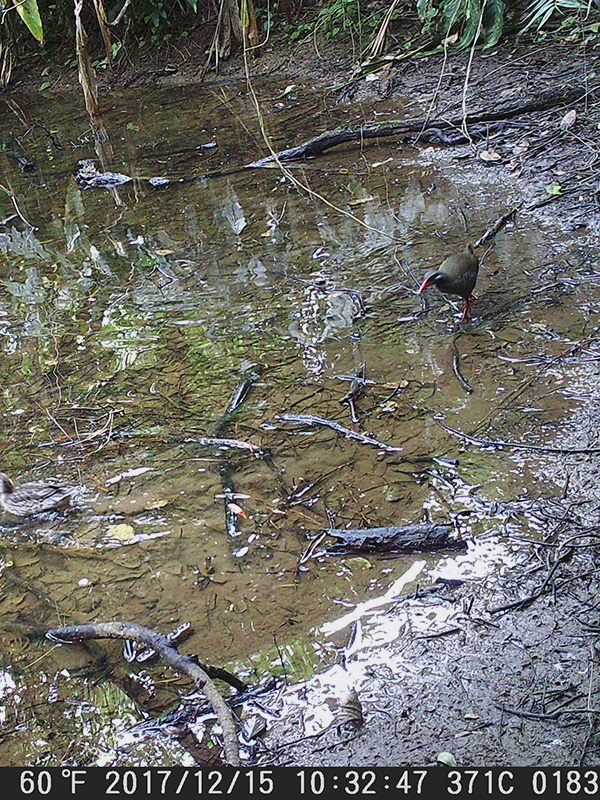 ヤンバルクイナ（トリミング）