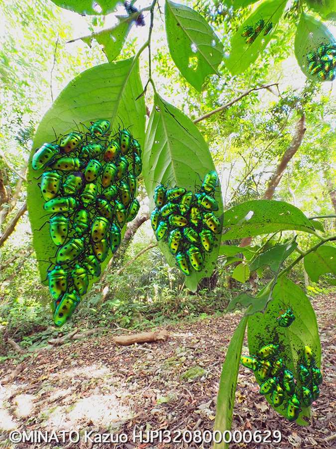 ナナホシキンカメムシ越冬集団
