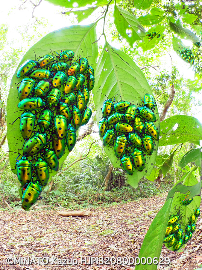 ナナホシキンカメムシ越冬集団