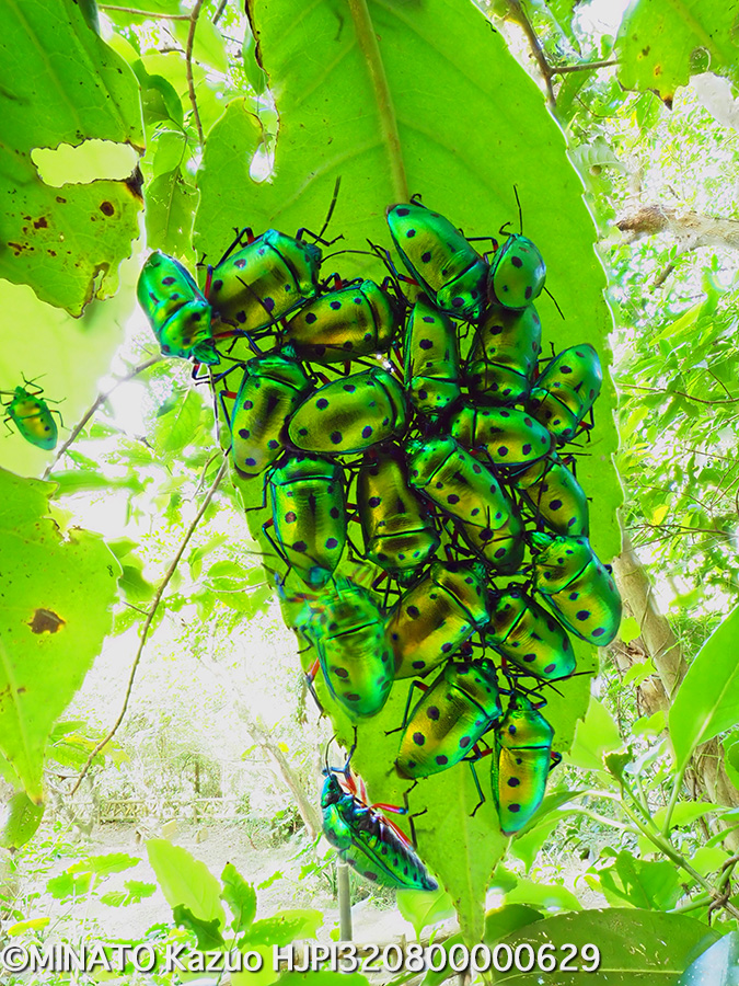 ナナホシキンカメムシ越冬集団