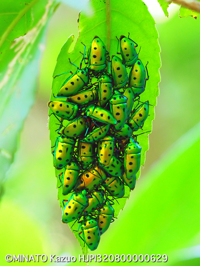 ナナホシキンカメムシ越冬集団