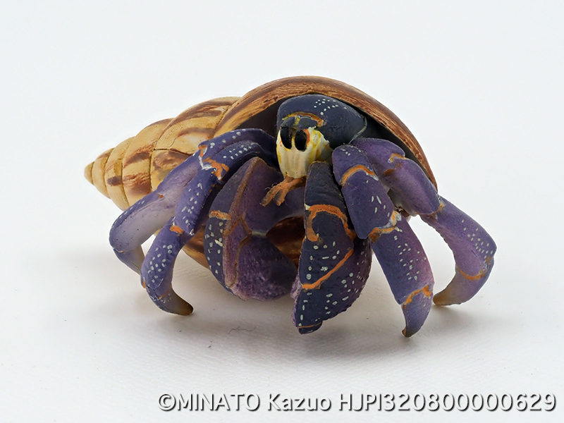 オカヤドカリのフィギュア