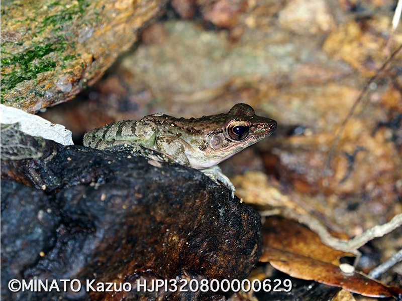 ハナサキガエル