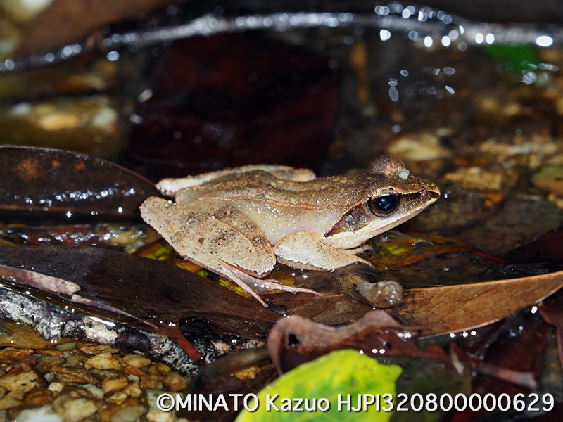 リュウキュウアカガエル