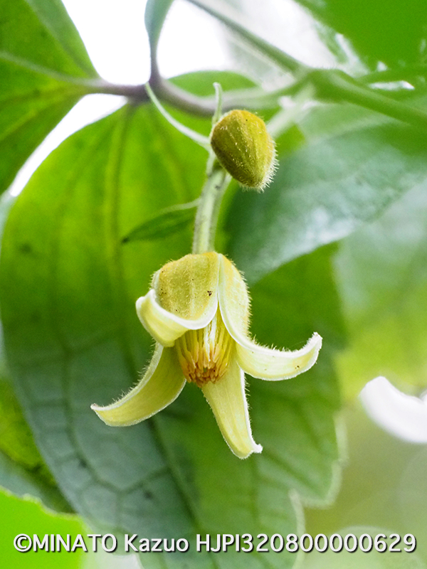 ビロードボタンヅル