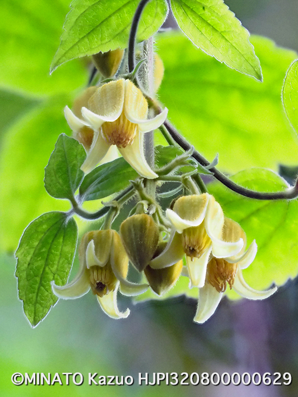 ビロードボタンヅル