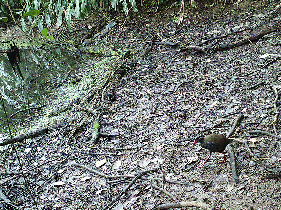 ヤンバルクイナ