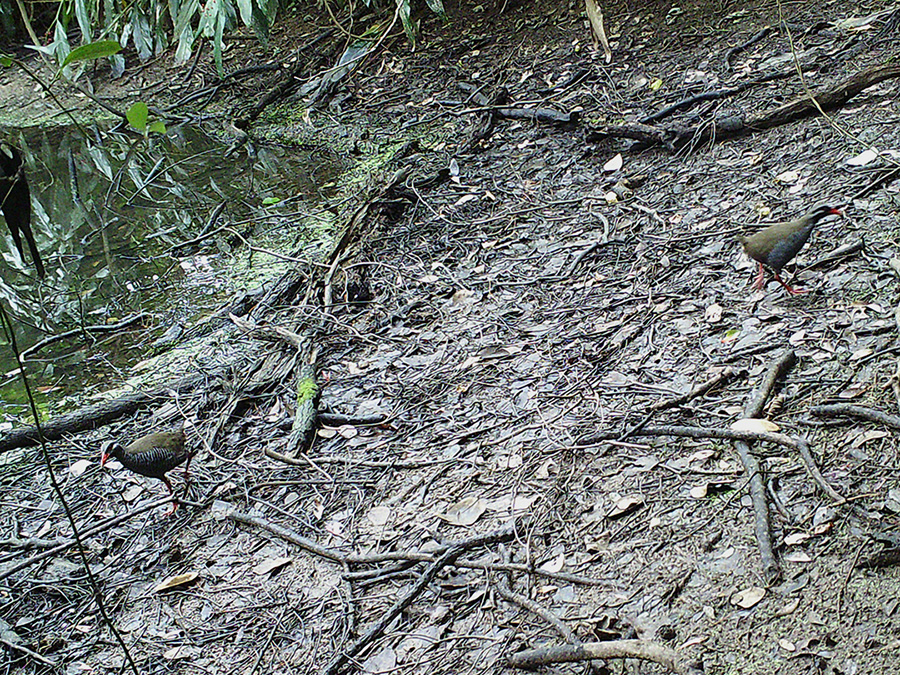 ヤンバルクイナ