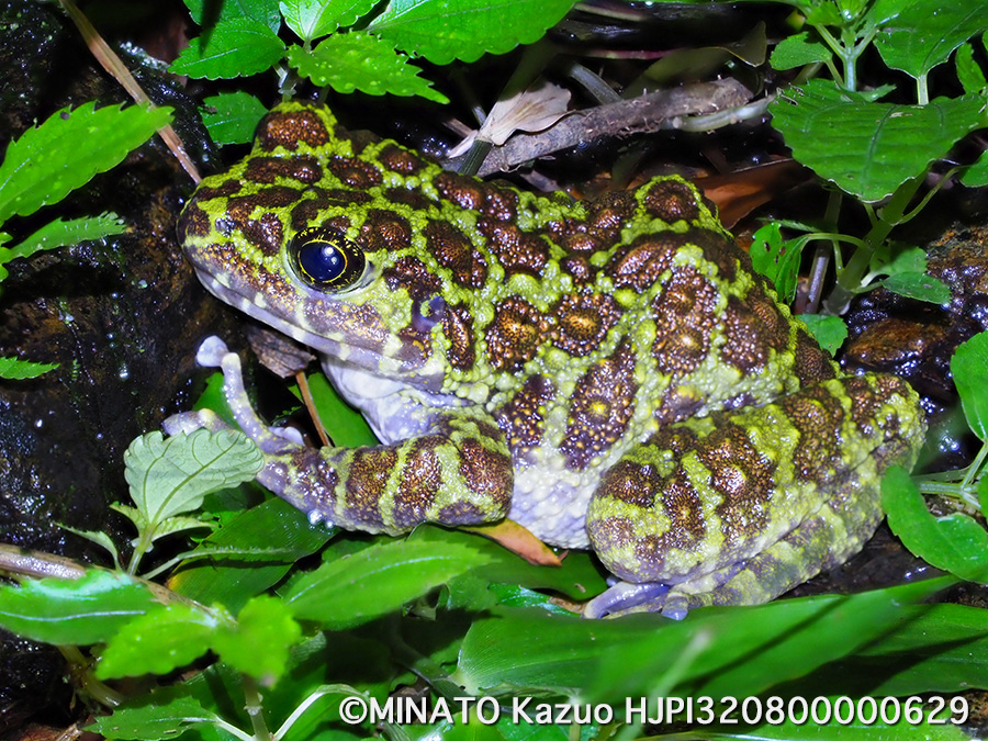 オキナワイシカワガエル
