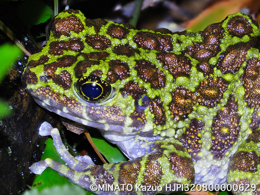 オキナワイシカワガエル