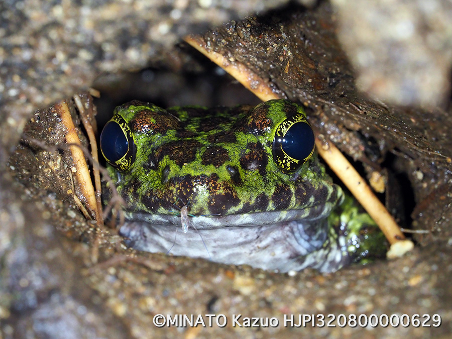 オキナワイシカワガエル