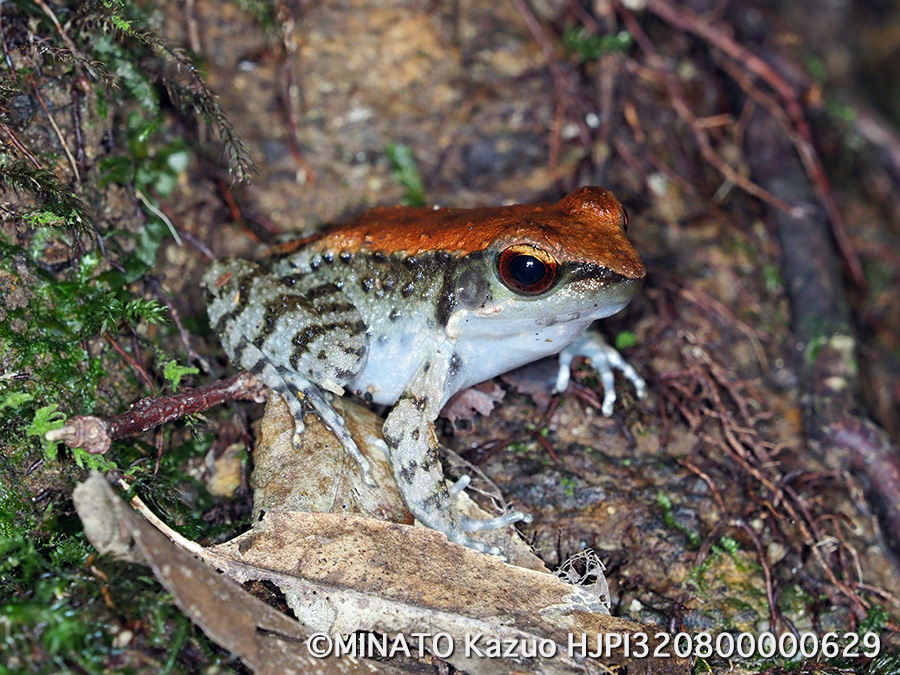 ホルストガエル