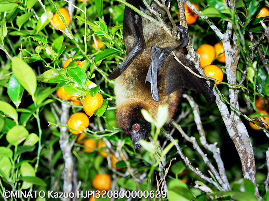 オリイオオコウモリ