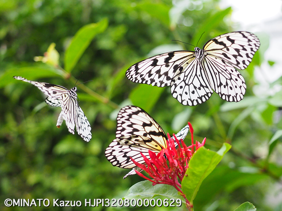 オオゴマダラ（プロキャプチャーモード撮影）