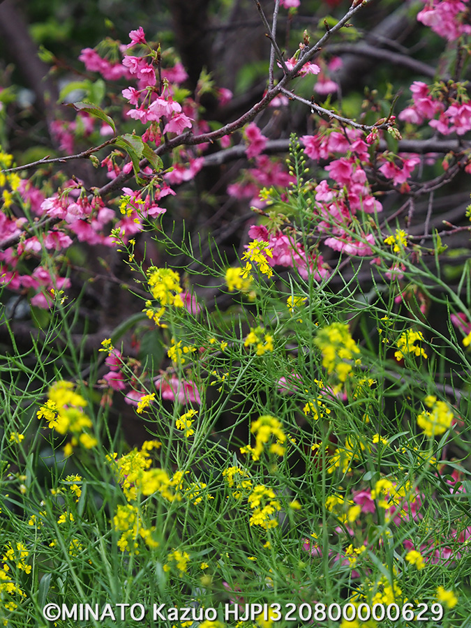 カンヒザクラとカラシナ