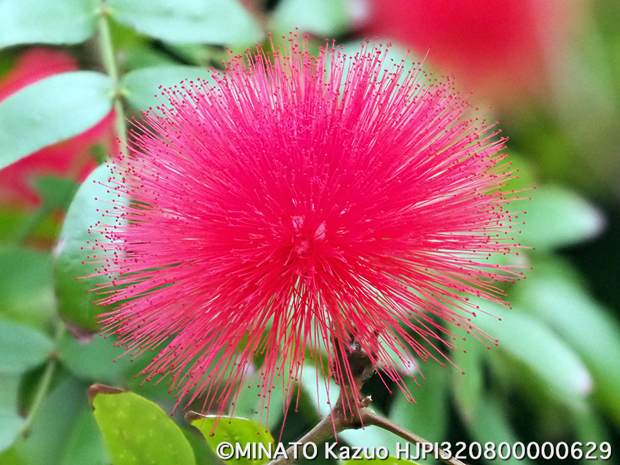 アカバナブラッシマメ