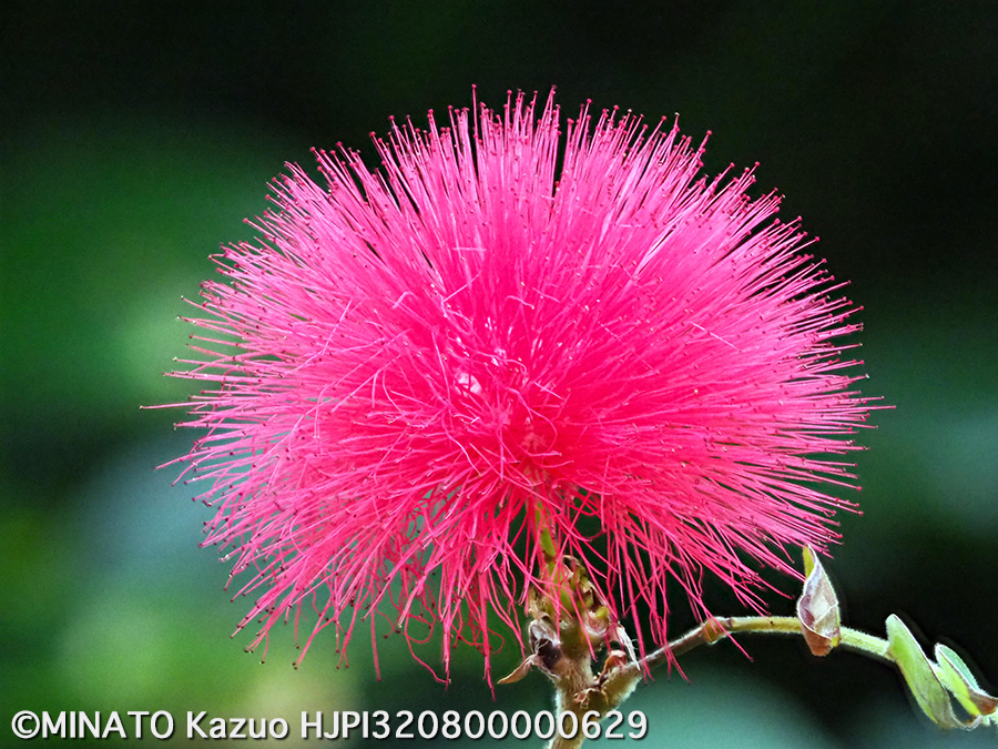 アカバナブラッシマメ